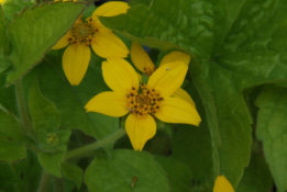 Chrysogonum virginianum bestellen